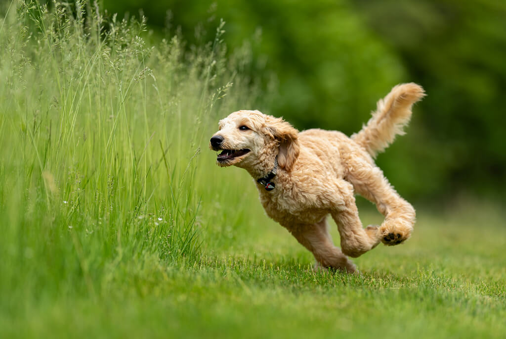Joyful dog running dog tall, green grass