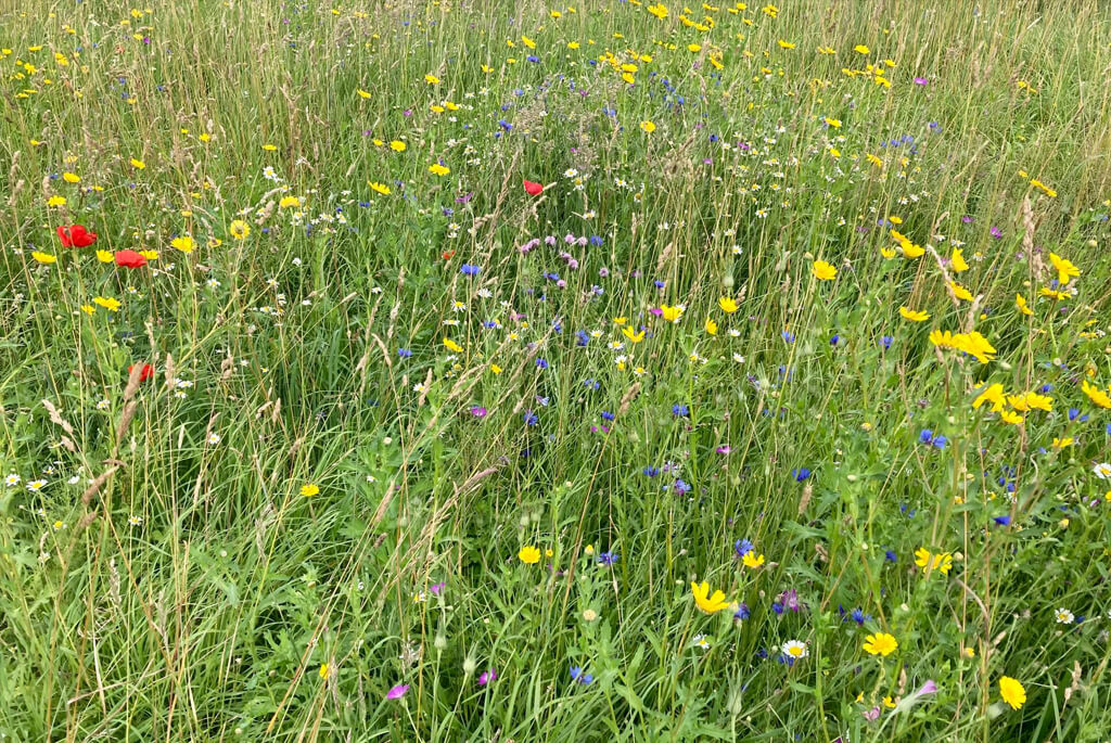 Poppies, buttercups and various wildflowers mixed with grasses in this meadow.
