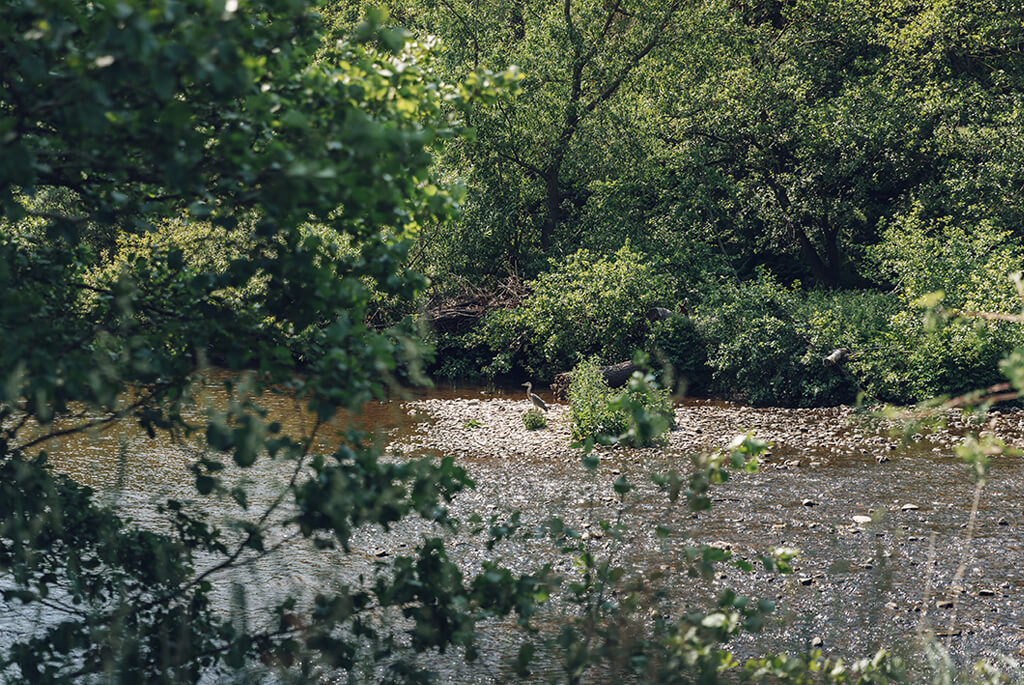 Leafy trees along a riverbank with focus on a heron in the centre