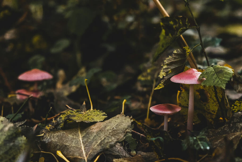 Delicate red and white mushrooms and wet leaves on a forest floor