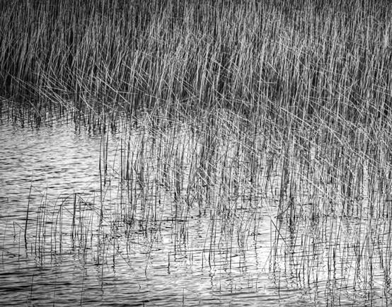 Reeds and grasses in water, black and white photograph
