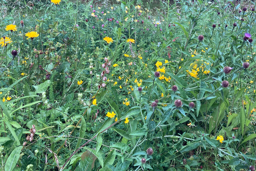 Wildflower meadow