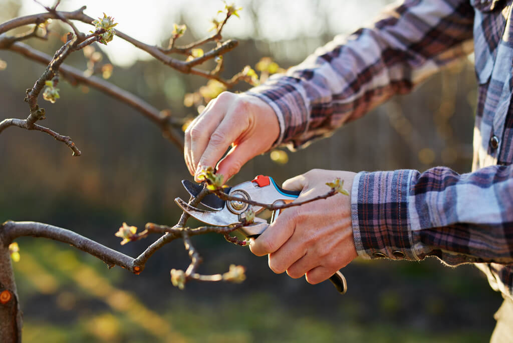 Cropped image of a man's arms pruning an apple tree