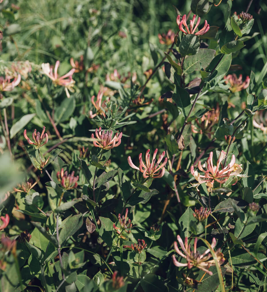 Honeysuckle growing wild outdoors