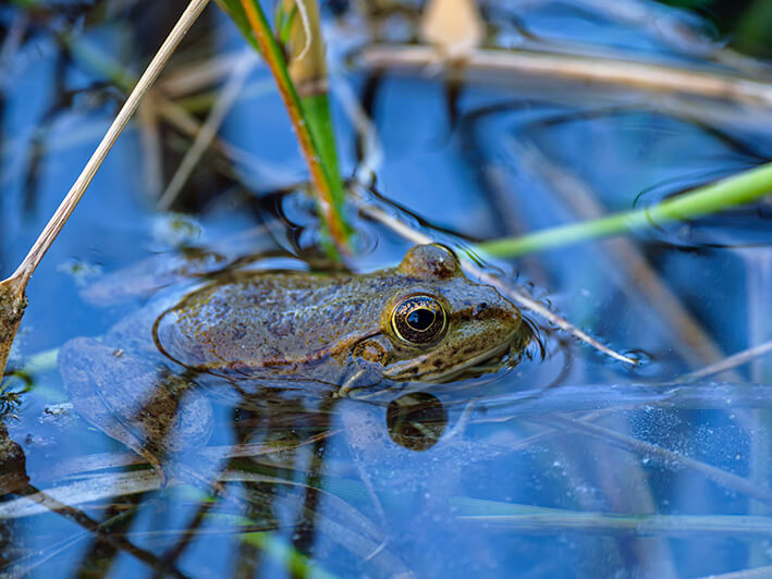 Frog emerging from water