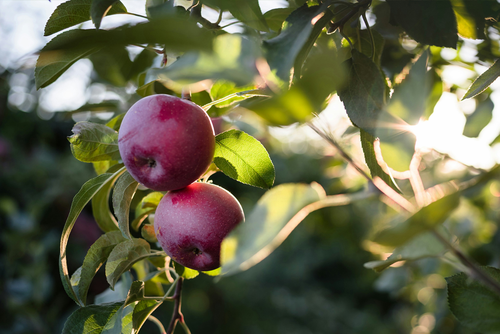 Dark red apples on tree, sunlit, leafy background