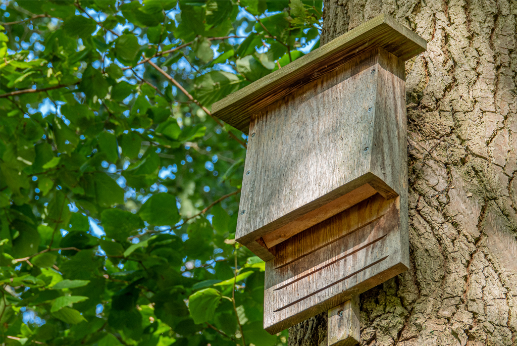 Bat box secured to a leafy tree