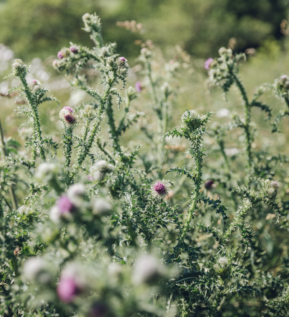 Flowering purple thistles