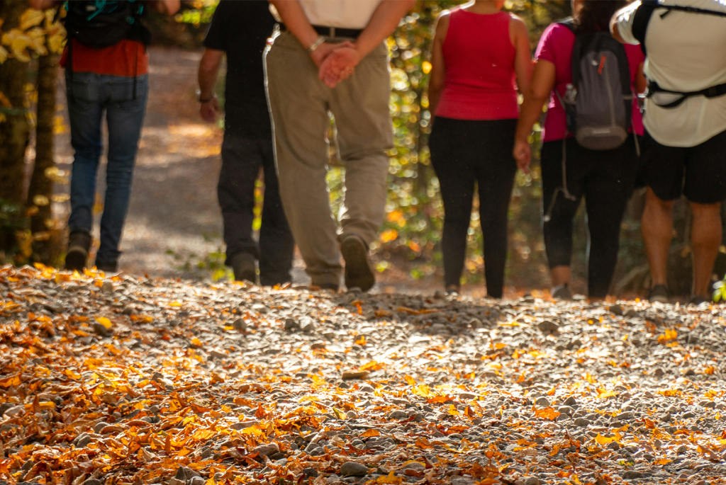 Autumn woods group walk, people from waist down
